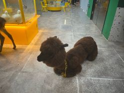 -神奇动物撸宠馆·羊驼·小浣熊·异宠(豫园店)