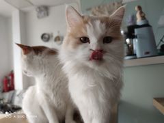 -平行世界·猫咖(首经贸店)