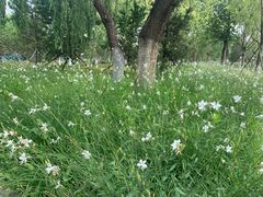 -莲花池公园