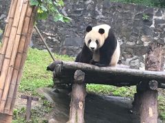 -都江堰中华大熊猫苑