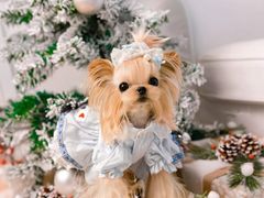-萌宠之家·腊肠犬·马尔泰·小体犬舍
