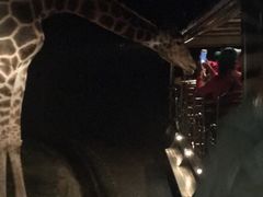 -清迈夜间动物园