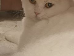 -飞行喵MR PILOT|猫舍·猫咖(静安大融城店)