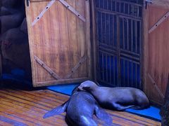 -海合安青岛极地海洋公园