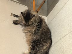 -平行世界·猫咖(首经贸店)