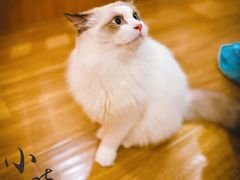 -滚猫咖啡·猫咖·猫友好撸猫(未来城店)