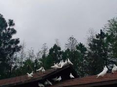 -瑶湖郊野森林公园