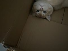 -喵zoo家庭繁育猫舍(尖东智能花园店)