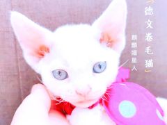 -十年猫舍·猫咪专门店(普陀店)