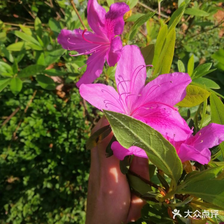 今个儿看到就已经长开了，梅红的花朵可美了