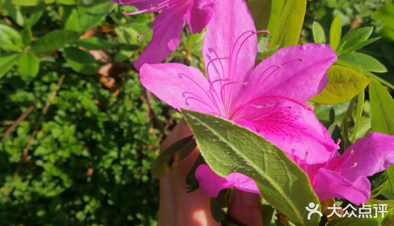 今个儿看到就已经长开了，梅红的花朵可美了