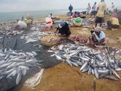 -尼甘布海鲜市场