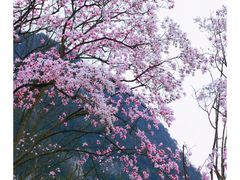-九皇山景区