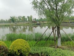 -九科绿洲