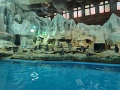 -帝企鹅自助餐厅•儿童岛•真企鹅(长隆企鹅酒店)