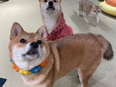 -逗柴咖啡屋·狗咖猫咖宠物桌游
