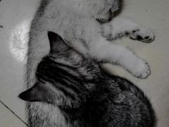 -佳雯宠物医院·皮肤科·内外科(春晓路分院)