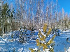 -北极村旅游风景区