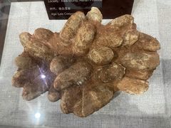 -中国西峡恐龙遗迹园