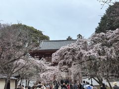 -醍醐寺