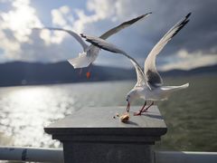 -海埂大坝