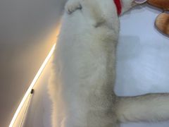 -COLOR PETS 撸猫馆·购猫·猫咖(长风大悦城店)