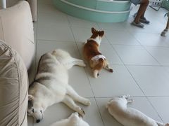 -怪兽屋·羊驼·猫咖·狗咖(俊华广场店)