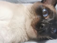 -联萌宠物医院(猫病专科)