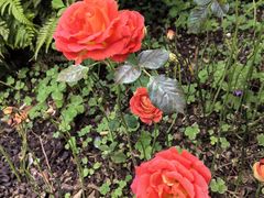 -徐家汇源景区-衡山公园