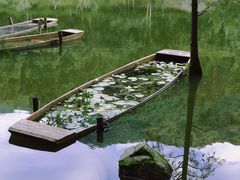 -深圳仙湖植物园