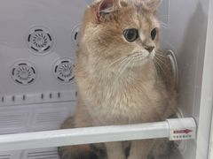 -爱洗澡的猫(天河路店)