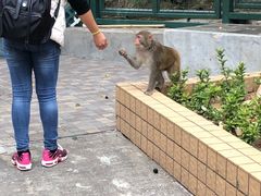 -狮子山郊野公园