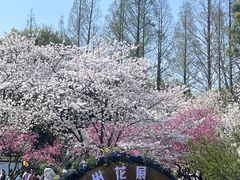 -苏州上方山国家森林公园