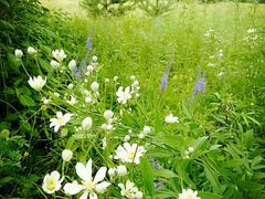 景点-北极村旅游风景区