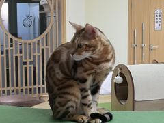 -猫和宫(六道口店)