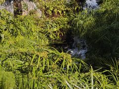 -云溪植物园