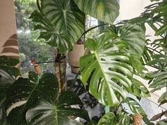 -棕榈岛海鲜自助餐厅(虹桥迎宾馆店)