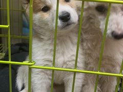 -大自然花鸟鱼虫市场