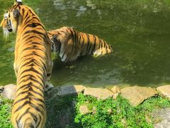 -西安秦岭野生动物园