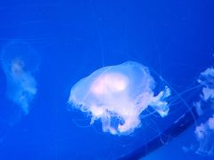 -海合安青岛极地海洋公园