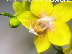 -中华门黑皮砂锅