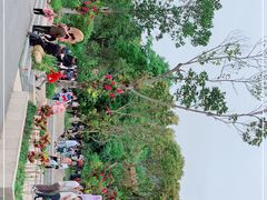 -深圳仙湖植物园