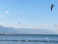 -洱海月湿地公园