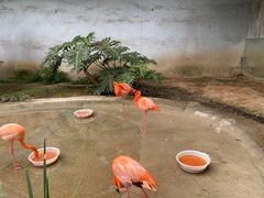 -成都动物园