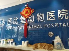 -芭比堂动物医院·24小时·眼科中心(深圳中心)