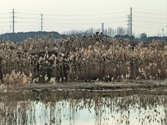 -皇粮浜湿地公园