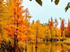 -白鹭湾湿地公园