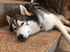 -more than meow吴止猫主题餐厅(承德 中船汇店)