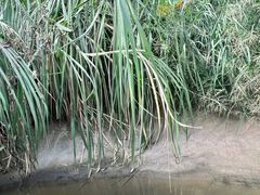 -呀路古热带植物园