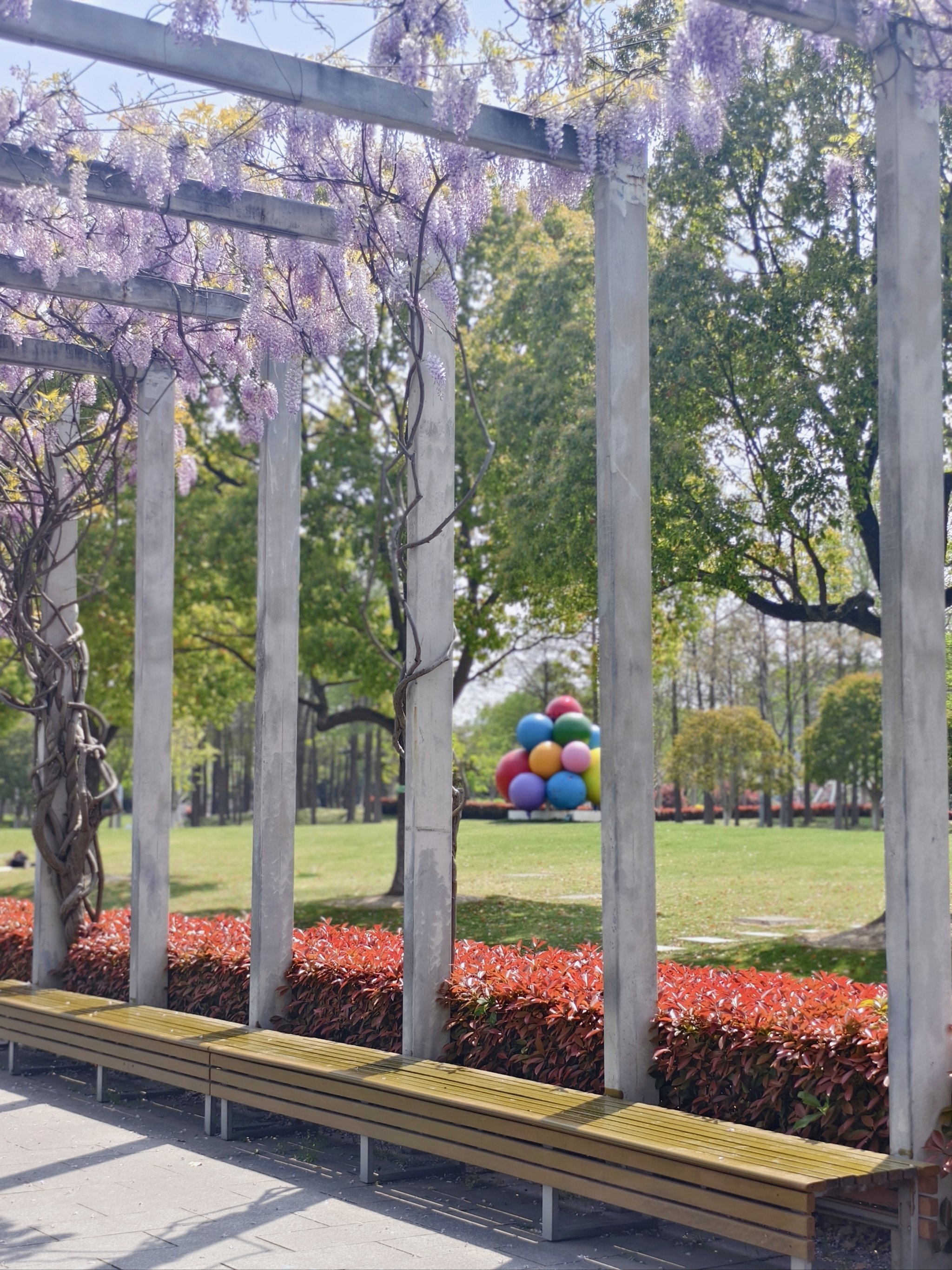 8实拍💜闵行文化公园紫藤瀑布已开爆